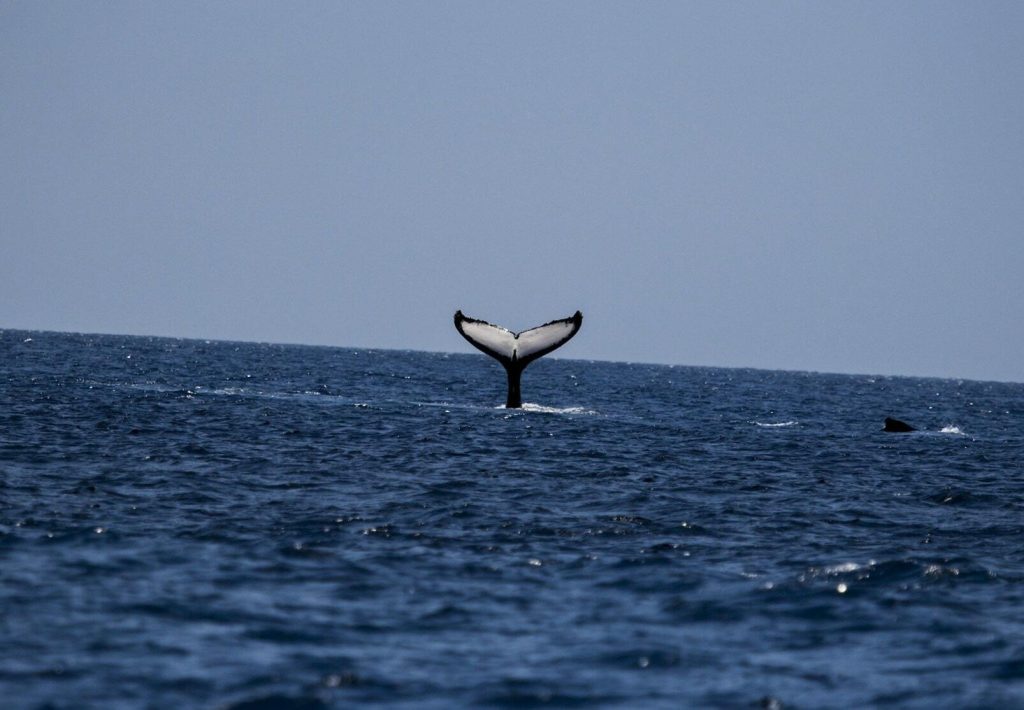 ballenas en la cova tallada