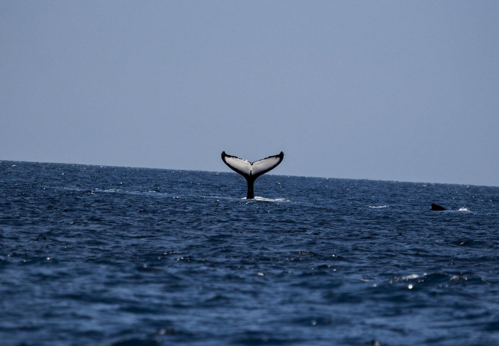 ballenas en la cova tallada-min (1) ballenas en la cova tallada