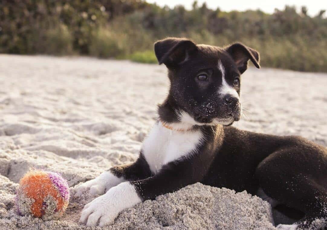 perros cova tallada-min (1) perros cova tallada